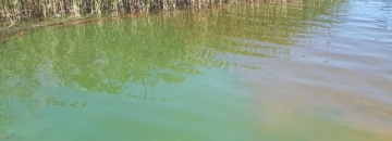 Zakwit sinic w jeziorze Necko, wprowadzono zakaz kąpieli